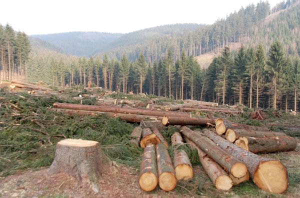 中国整木网 中国整木网