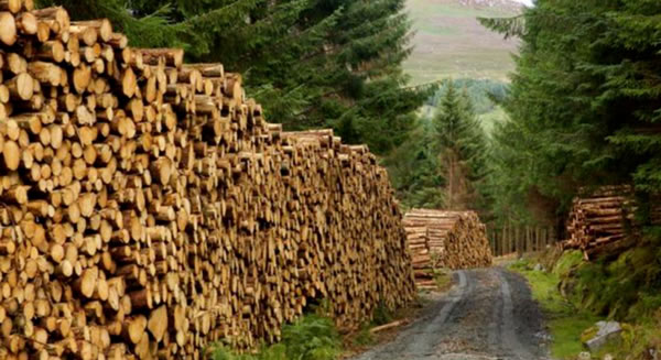 中国整木网 中国整木网