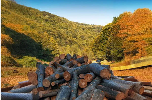 中国整木网 中国整木网