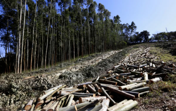 中国整木网 中国整木网