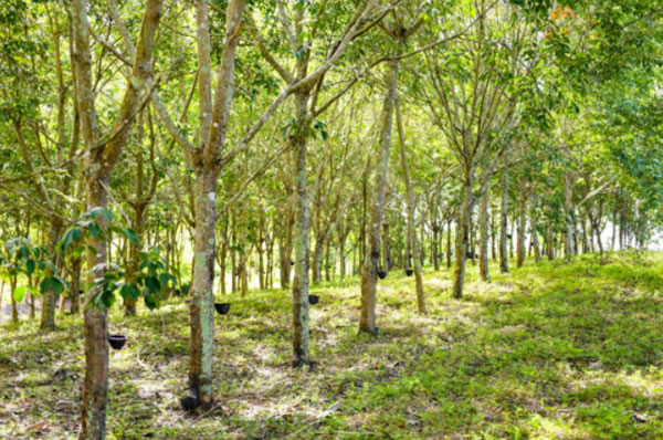 中国整木网 中国整木网