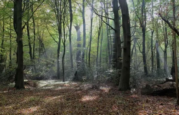 中国整木网 中国整木网