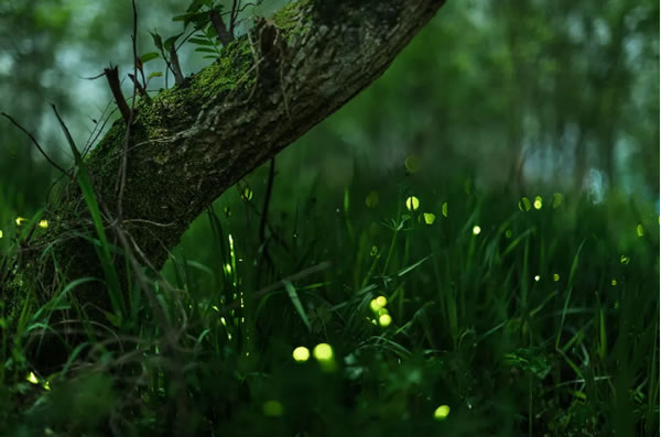 中国整木网 中国整木网